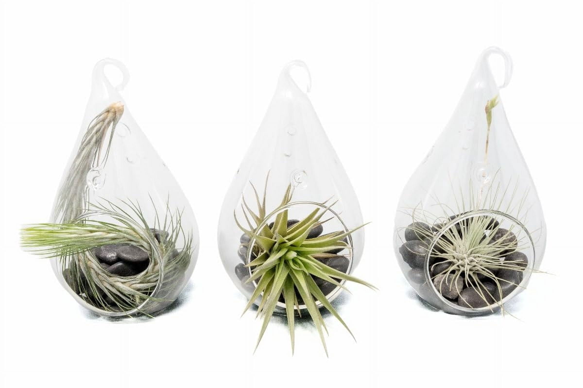 Air Plant Shop Set of 3 Funky Teardrop Terrariums with Flat Bottoms - Wholesale and Bulk - Succulents - Live Tillandsia - Easy Care Indoor and Outdoor House Plants