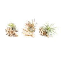 Air Plant Shop Set of 3 Longspine Murex Seashells with Tillandsia Ionantha Air Plants - Wholesale and Bulk - Succulents - Live Tillandsia - Easy Care Indoor and Outdoor House Plants