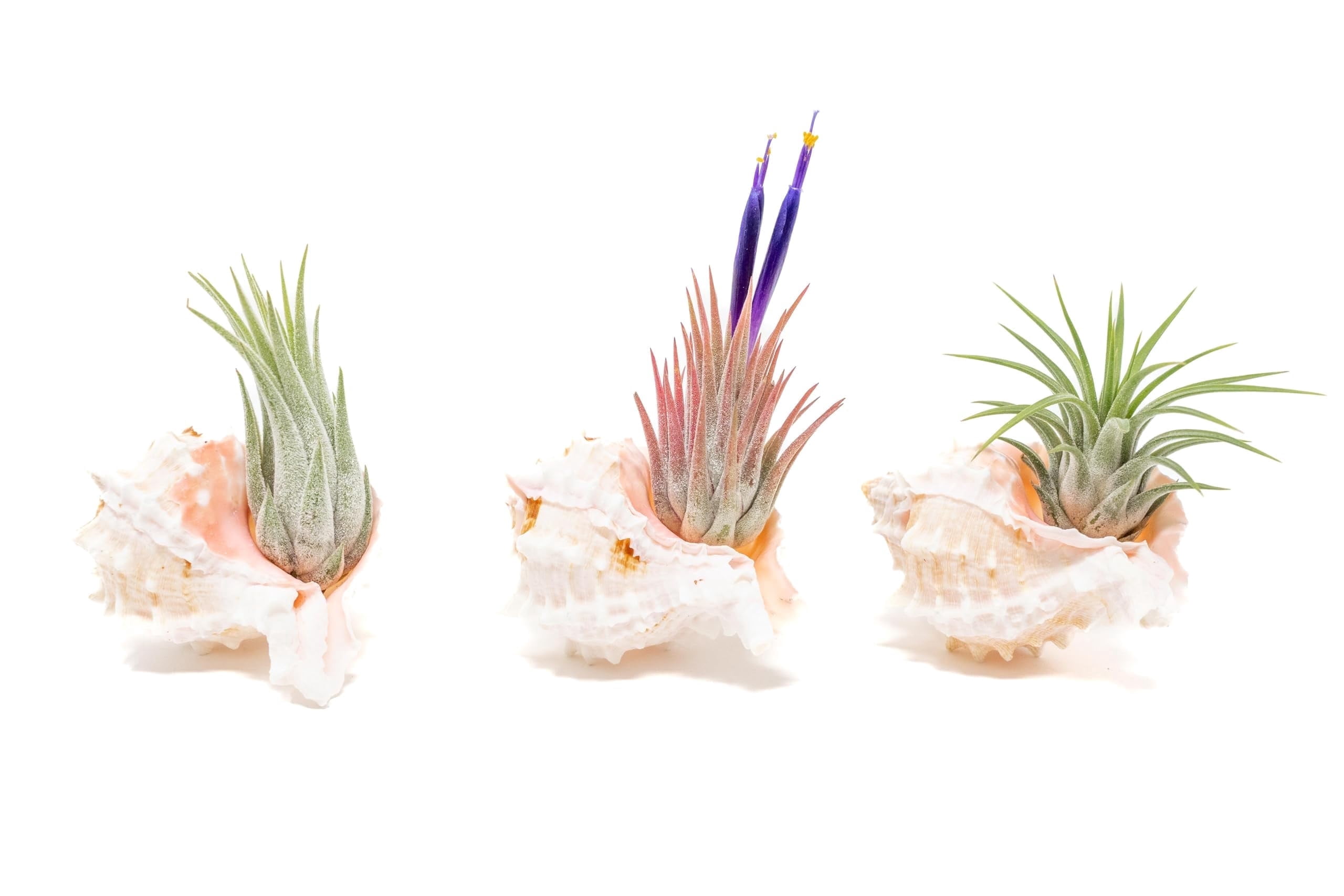 Air Plant Shop Set of 3 Pink Murex Seashells with Tillandsia Ionantha Air Plants - Wholesale and Bulk - Succulents - Live Tillandsia - Easy Care Indoor and Outdoor House Plants