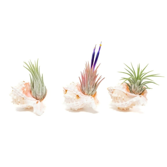 Air Plant Shop Set of 3 Pink Murex Seashells with Tillandsia Ionantha Air Plants - Wholesale and Bulk - Succulents - Live Tillandsia - Easy Care Indoor and Outdoor House Plants