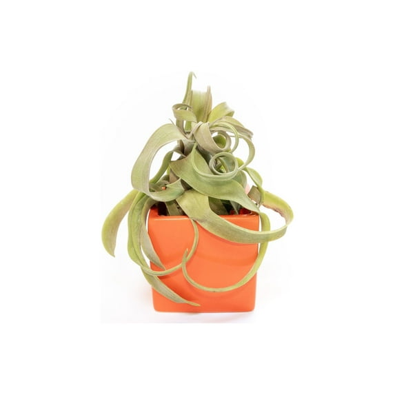 Air Plant Shop Single Color Cubes Custom Color with Custom Air Plant - Wholesale and Bulk - Succulents - Live Tillandsia - Easy Care Indoor and Outdoor House Plants