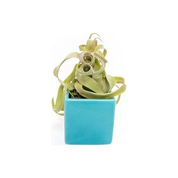 Air Plant Shop Single Color Cubes Custom Color with Custom Air Plant - Wholesale and Bulk - Succulents - Live Tillandsia - Easy Care Indoor and Outdoor House Plants