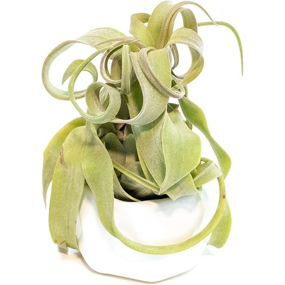 Air Plant Shop Single White Ceramic with Custom Air Plant- Wholesale and Bulk - Succulents - Live Tillandsia - Easy Care Indoor and Outdoor House Plants (Streptophylla)