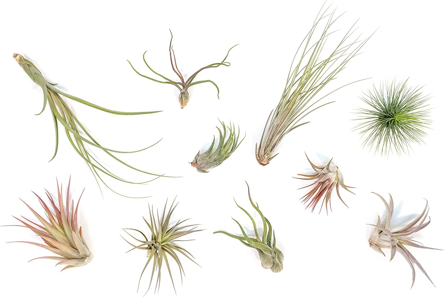 Air Plant Shop Small Air Plant Variety Pack- Wholesale and Bulk -  Succulents - Live Tillandsia - Easy Care Indoor and Outdoor House Plants  (Pack of 10) - Walmart.com