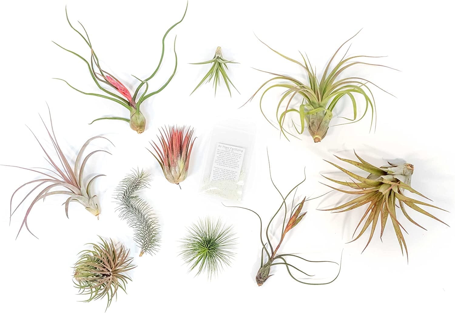Air Plant Shop Small Air Plant Variety Pack- Wholesale and Bulk - Succulents - Live Tillandsia - Easy Care Indoor and Outdoor House Plants (Pack of 20)