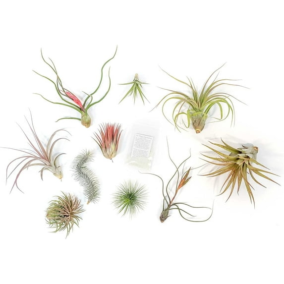 Air Plant Shop Small Air Plant Variety Pack- Wholesale and Bulk - Succulents - Live Tillandsia - Easy Care Indoor and Outdoor House Plants (Pack of 20)