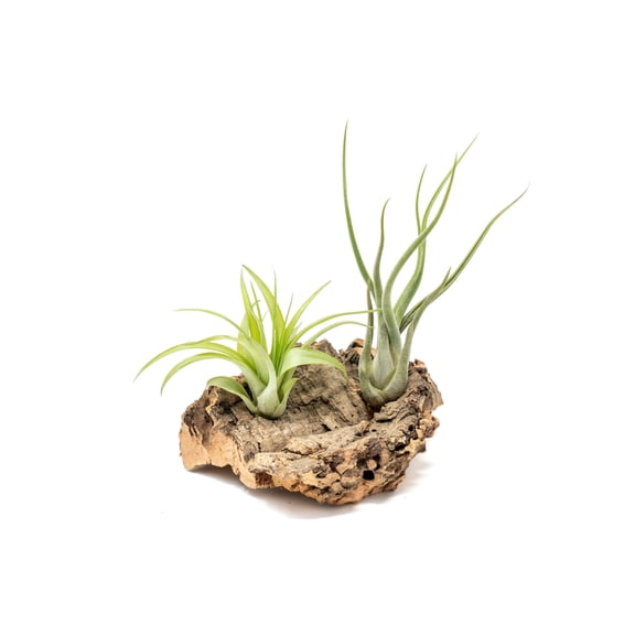 Air Plant Shop Small Tabletop Cork Bark Display with 2 Tillandsia Air Plants - Wholesale and Bulk - Succulents - Live Tillandsia - Easy Care Indoor and Outdoor House Plants