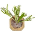 thumbnail image 1 of Air Plant Shop Staghorn Fern Mounted on a Cedar Plank - Wholesale and Bulk - Live Platycerium bifurcatum - Easy Care Indoor and Outdoor House Plants, 1 of 11