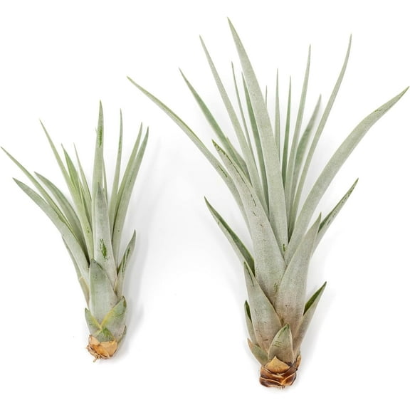 Air Plant Shop Tillandisa Fasciculata 'Golden Torch' - Wholesale and Bulk - Succulents - Live Tillandsia - Easy Care Indoor and Outdoor House Plants (Pack of 10)