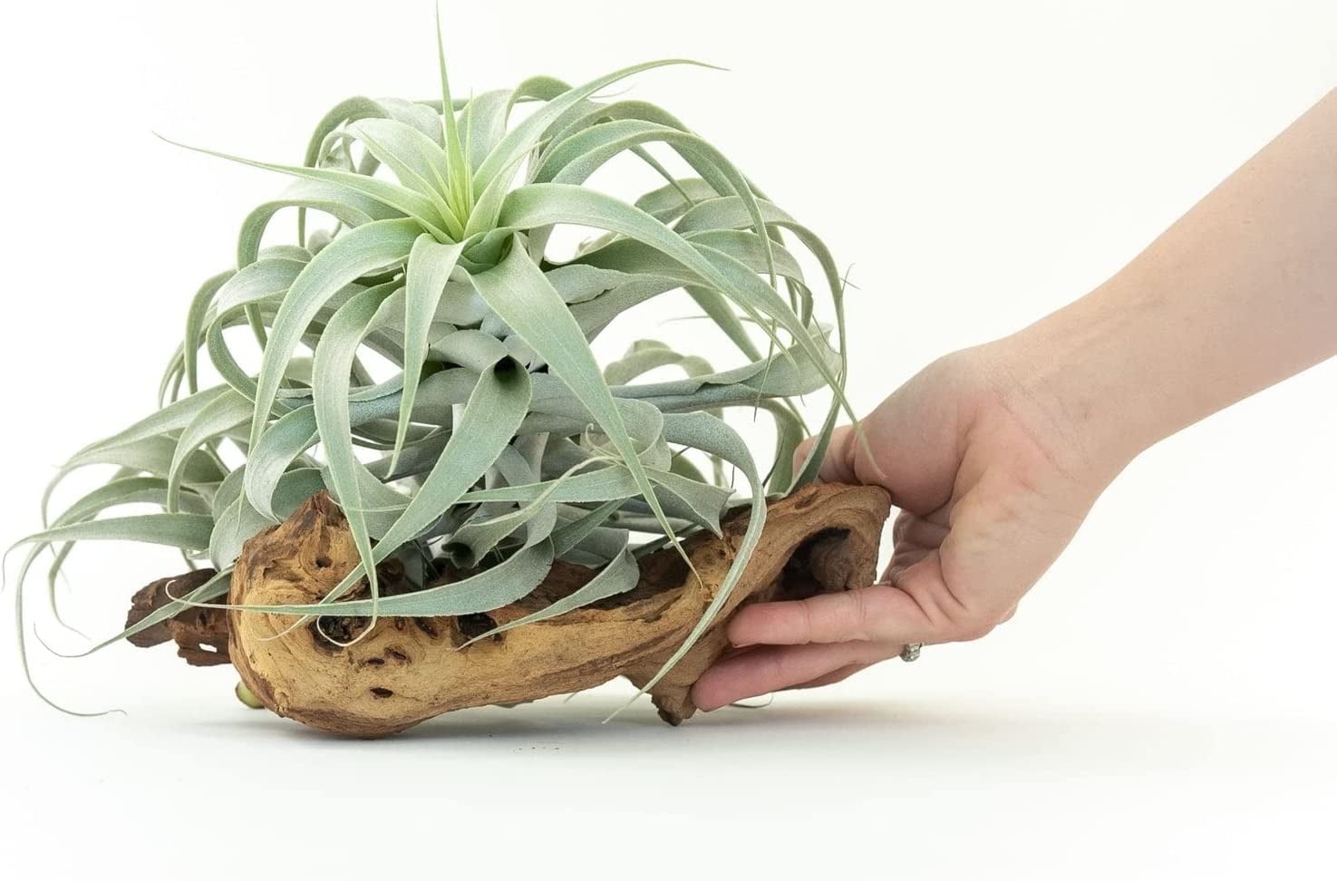 Air Plant Shop Tillandsia Cacticola Long Form Silver Air Plants - Thumbnail 2