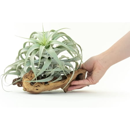 Air Plant Shop Tillandsia Cacticola Long Form Silver Air Plants - Wholesale and Bulk - Succulents - Live Tillandsia - Easy Care Indoor and Outdoor House Plants
