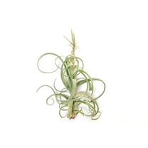 Air Plant Shop Tillandsia Curly Slim (T. Intermedia x T. Streptophylla) Air Plant- Wholesale and Bulk - Succulents - Live Tillandsia - Easy Care Indoor and Outdoor House Plants (Pack of 1)
