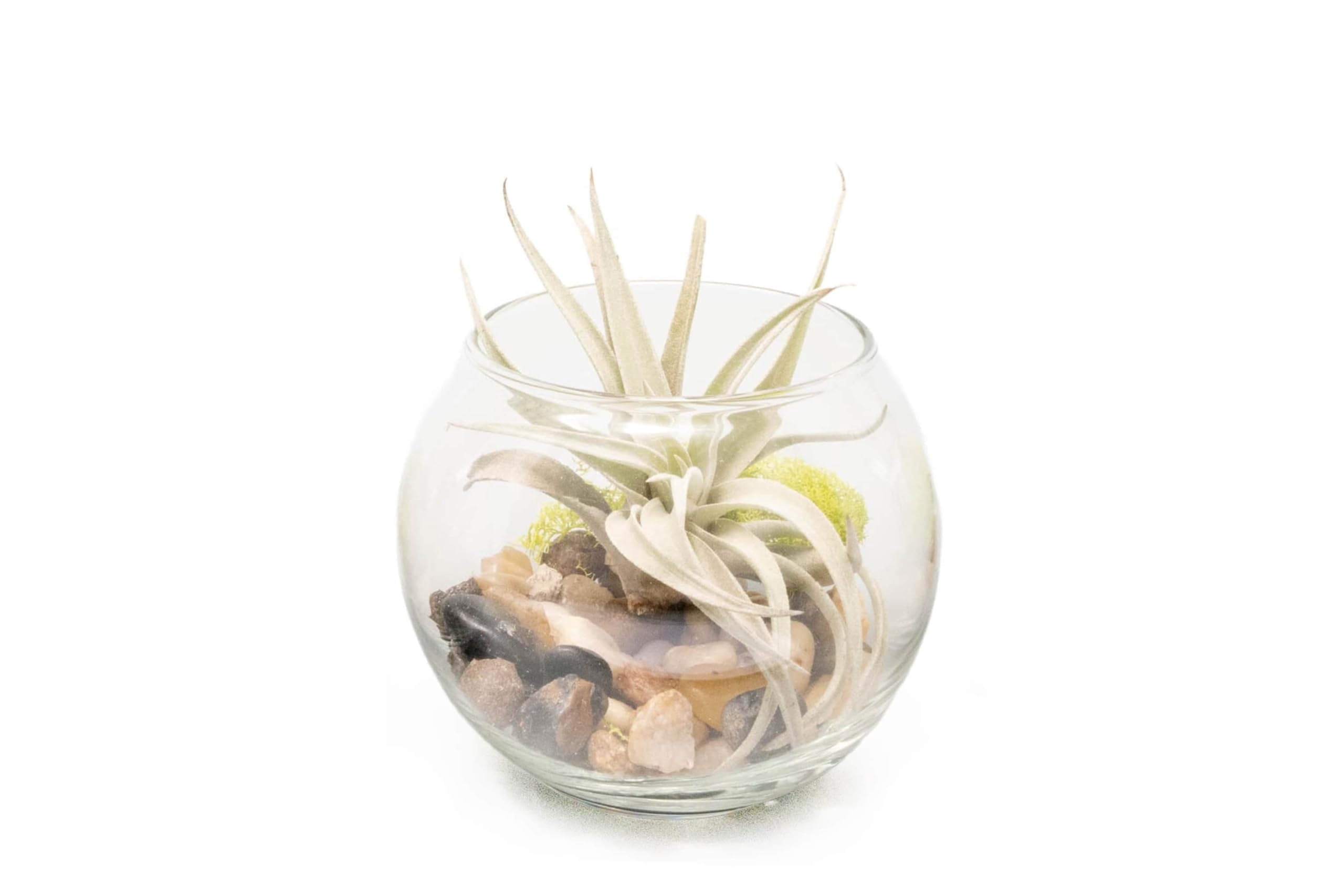 Air Plant Shop Tillandsia Harrisii Air Plant Bubble Bowl Terrarium - Wholesale and Bulk - Succulents - Live Tillandsia - Easy Care Indoor and Outdoor House Plants
