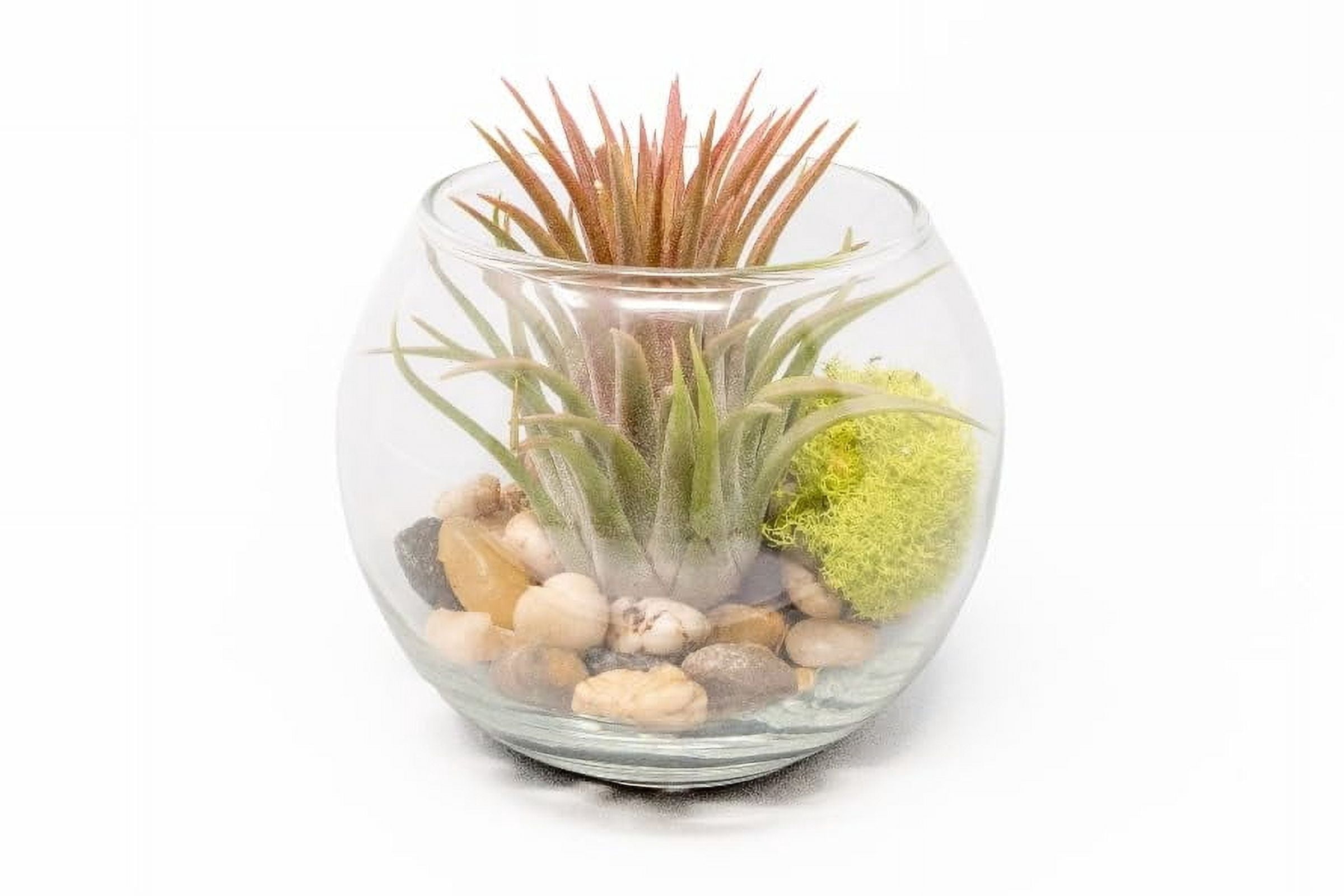 Air Plant Shop Tillandsia Huamelula Air Plant Bubble Bowl Terrarium- Wholesale and Bulk - Succulents - Live Tillandsia - Easy Care Indoor and Outdoor House Plants
