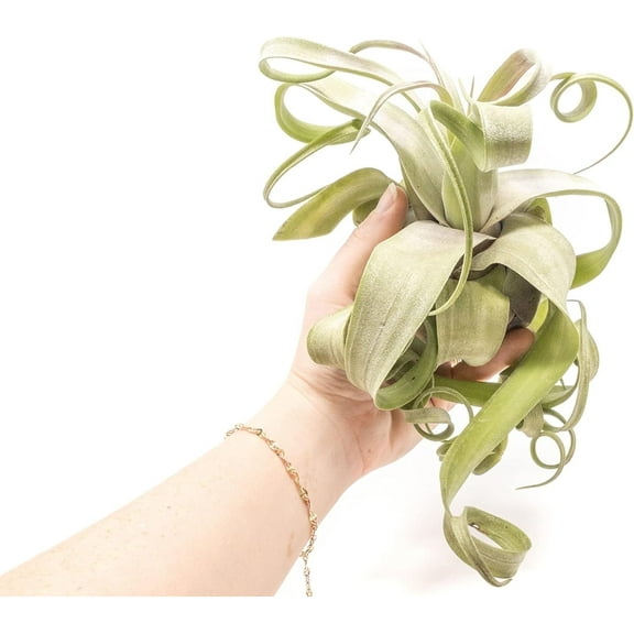 Air Plant Shop Jumbo Tillandsia Streptophylla - Wholesale and Bulk - Succulents - Live Tillandsia - Easy Care Indoor and Outdoor House Plants