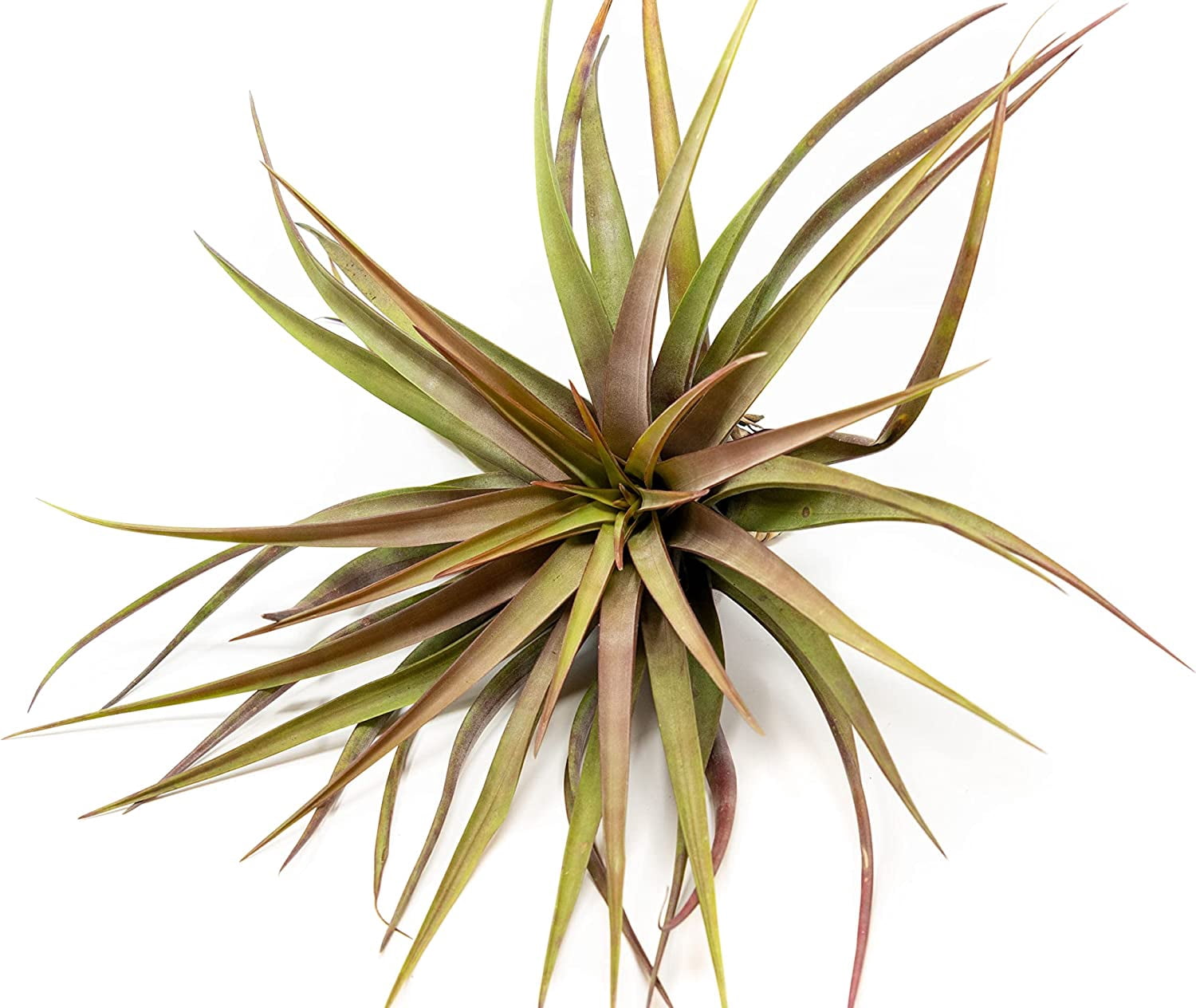 Air Plant Shop Tillandsia Novakii - Live Succulent House Plants - Available in Wholesale and Bulk - Home and Garden Decor - Easy Care Indoor and Outdoor Plants (Pack of 1)