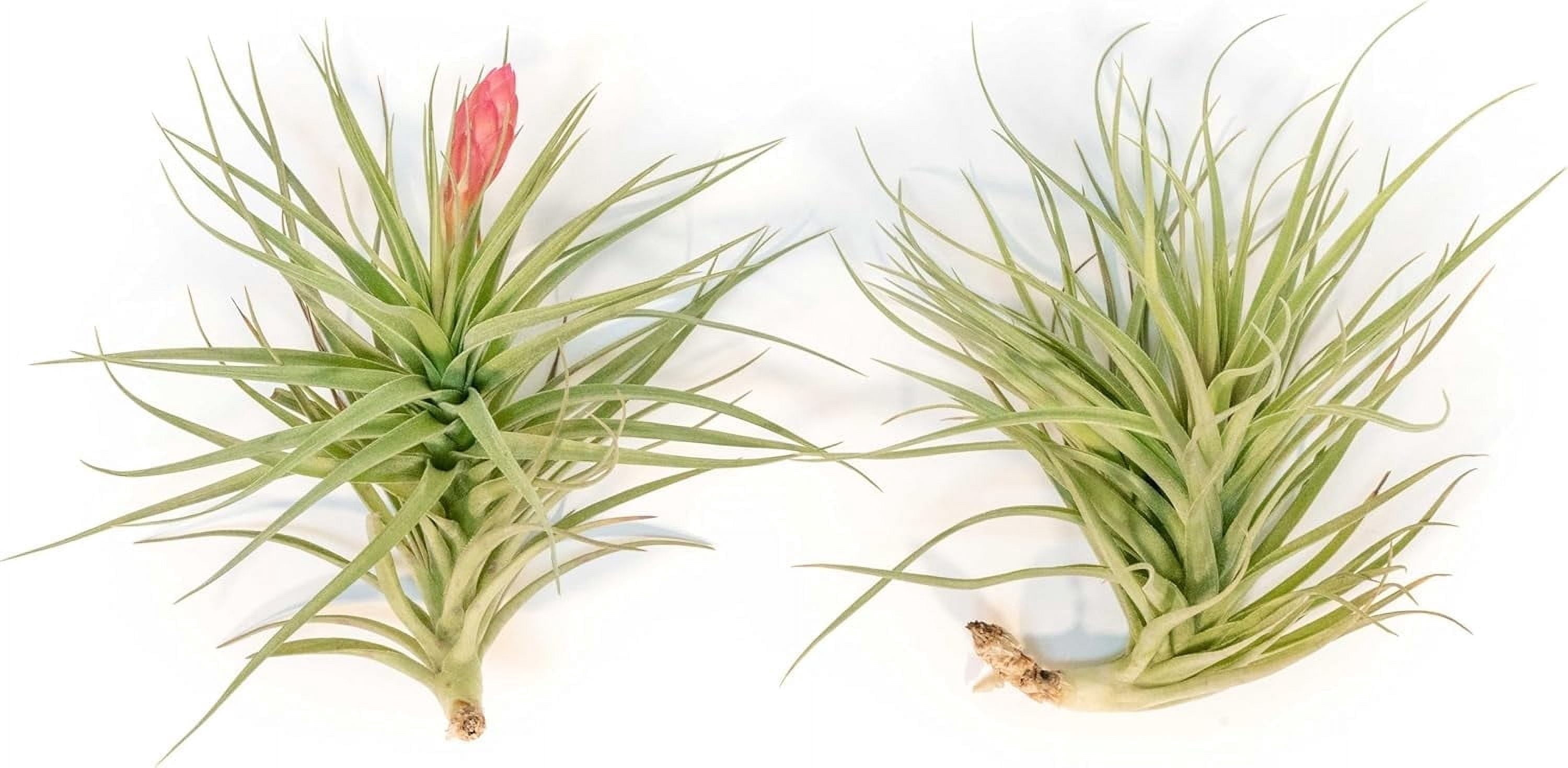 Air Plant Shop Tillandsia Stricta Magnificent - Wholesale and Bulk -  Succulents - Live Tillandsia - Easy Care Indoor and Outdoor House Plants -  Walmart.com