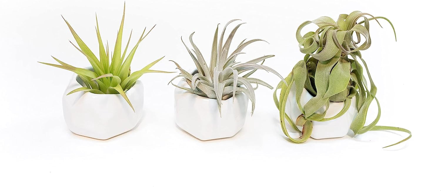 Air Plant Shop White Geometric Holder Sets of 3 with Mixed Air Plants- Wholesale and Bulk - Succulents - Live Tillandsia - Easy Care Indoor and Outdoor House Plants