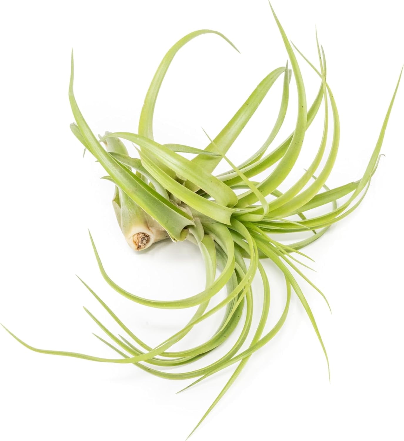 Air Plant Shop XL Tillandsia Abdita Brachycaulos- Wholesale and Bulk - Succulents - Live Tillandsia - Easy Care Indoor and Outdoor House Plants (Pack of 5)