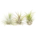thumbnail image 1 of Air Plant Shop XL Tillandsia Ionantha Guatemala- Wholesale and Bulk - Succulents - Live Tillandsia - Easy Care Indoor and Outdoor House Plants (Pack of 10), 1 of 8