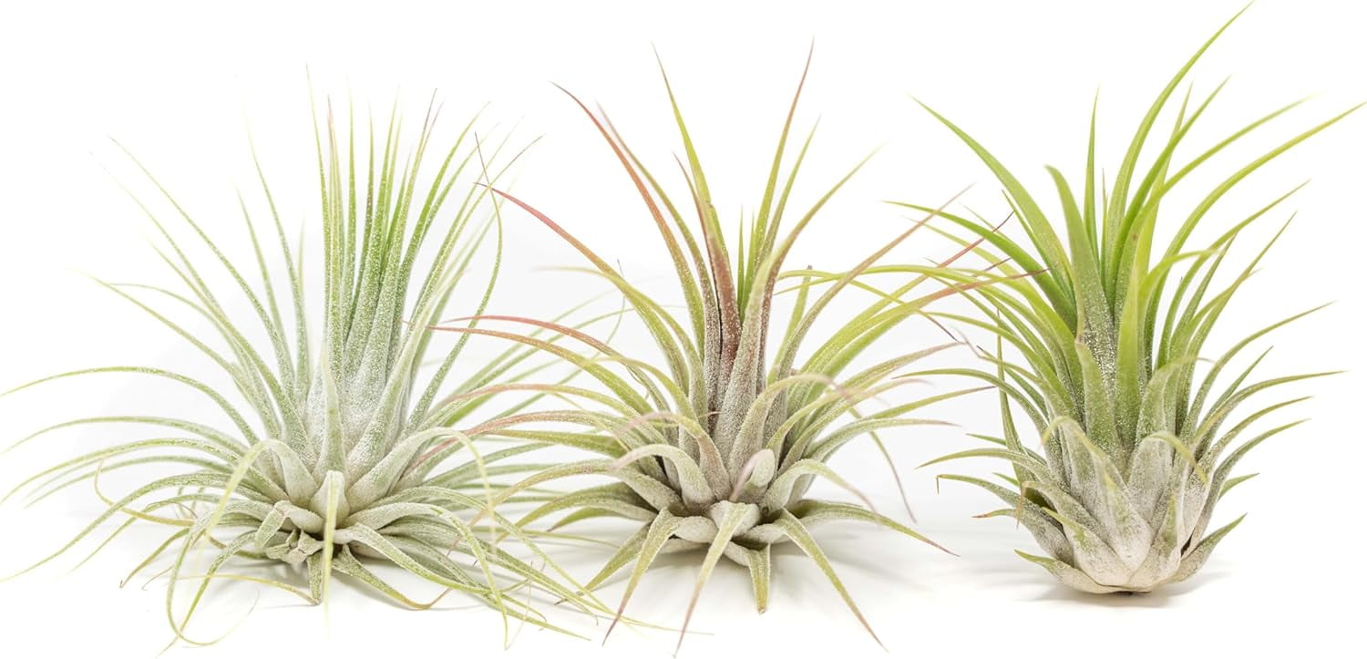 Air Plant Shop XL Tillandsia Ionantha Guatemala- Wholesale and Bulk - Succulents - Live Tillandsia - Easy Care Indoor and Outdoor House Plants (Pack of 5)