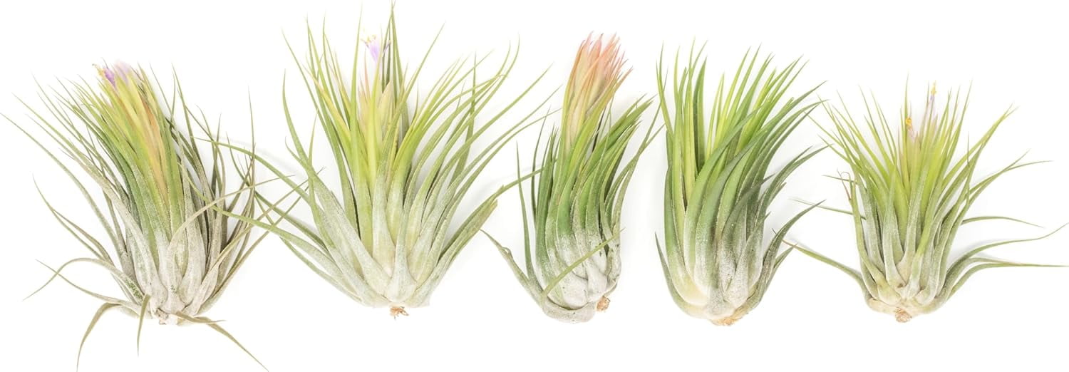 Air Plant Shop Tillandsia Ionantha Scaposa