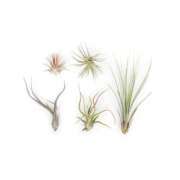 Air Plant Shop The Yucatan Collection of Tillandsia Air Plants- Wholesale and Bulk - Succulents - Live Tillandsia - Easy Care Indoor and Outdoor House Plants (Pack of 10)