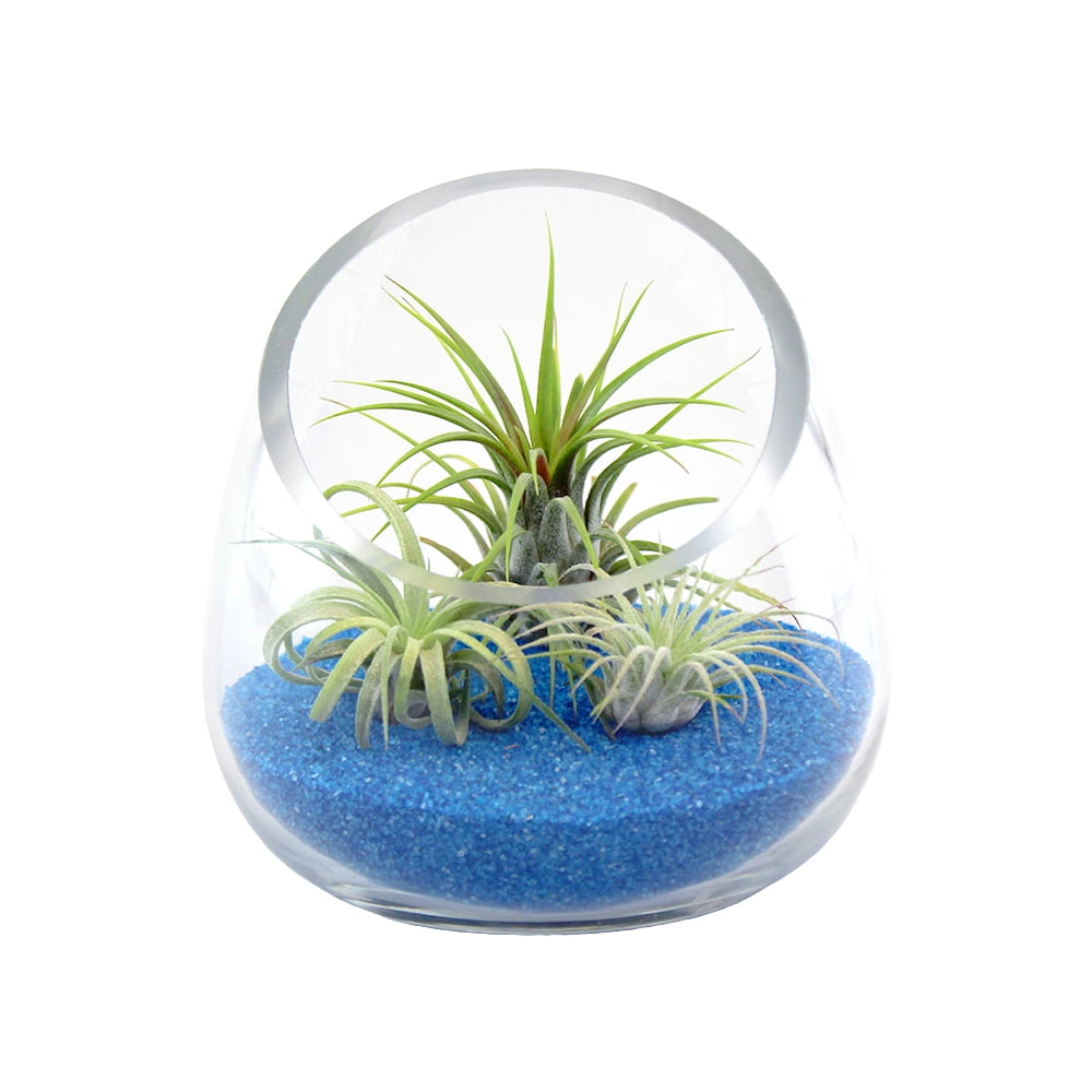 Air Plant Terrarium Kit in 5-Inch Glass Bowl Terrarium by NW Wholesaler, Blue