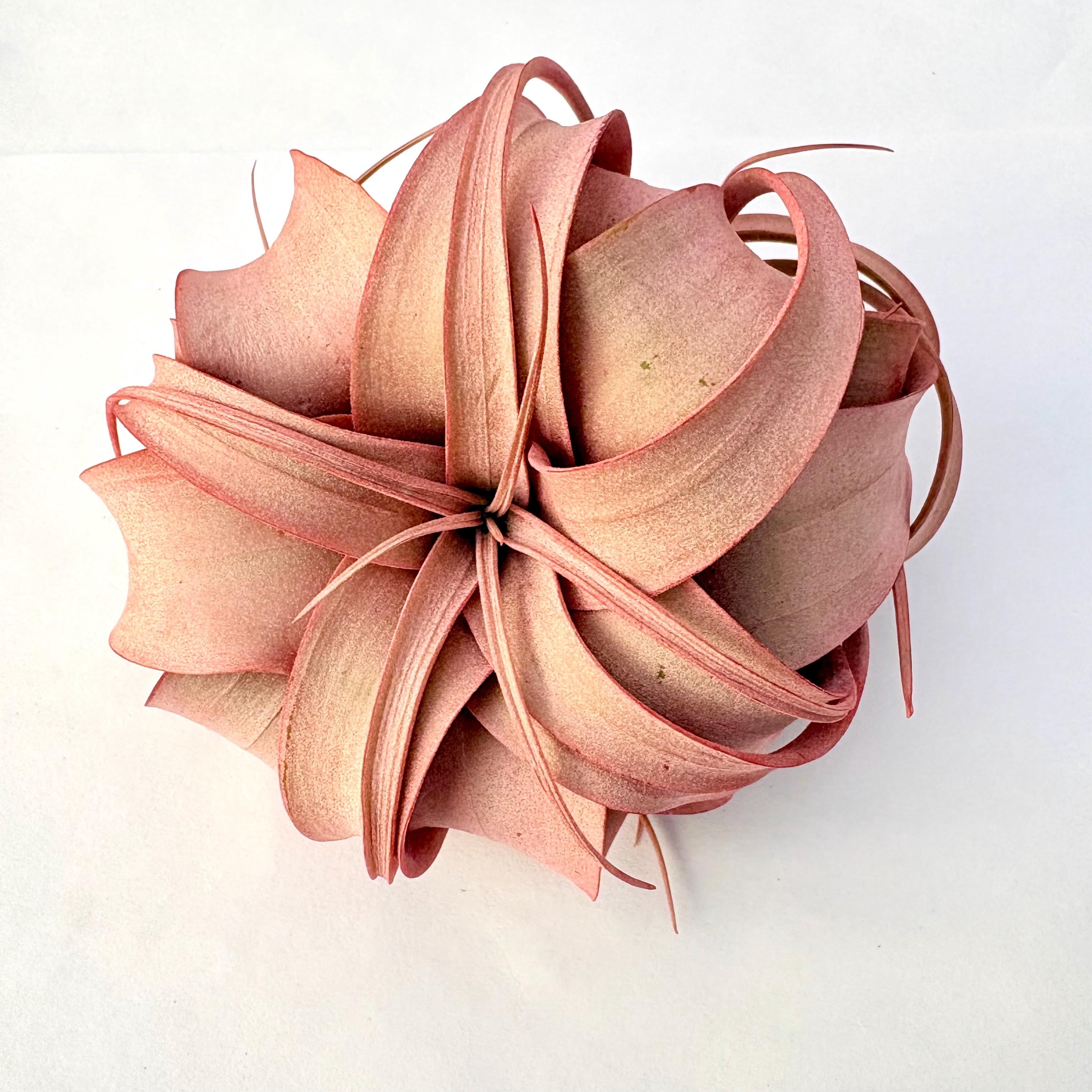 Promary Color Air Plant Xerographica Infused Red — Primary color: Red - Walmart.com