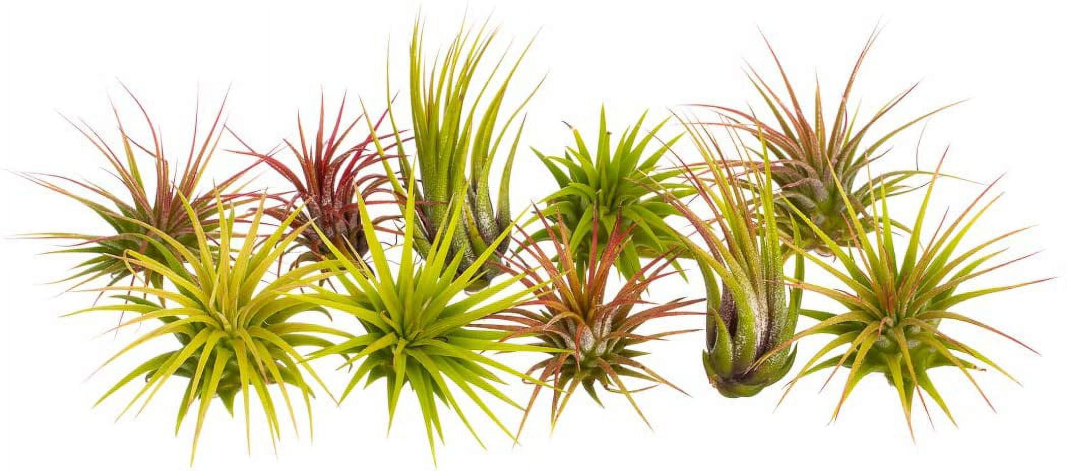 Air Plants 10 Pack Air Plant Assortment, Tillandsia Airplants
