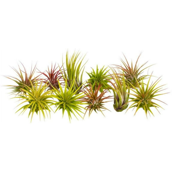 Air Plants 10 Pack Air Plant Assortment, Tillandsia Airplants