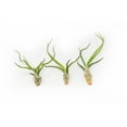 thumbnail image 1 of Air Plants Bulbosa Guatemala - Live Succulent House Plants - Available in Wholesale and Bulk - Home and Garden Decor - Easy Care Indoor and Outdoor Plants (Pack of 3), 1 of 12