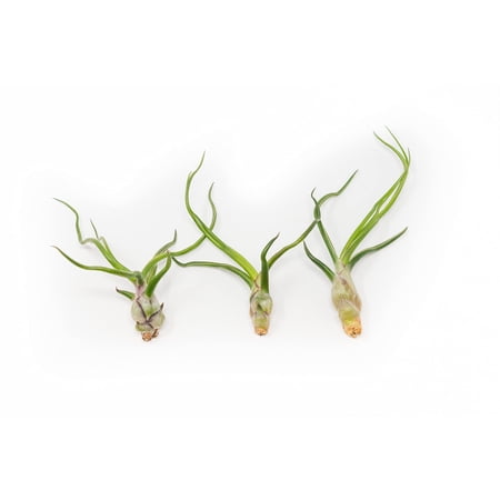 Air Plants Bulbosa Guatemala - Live Succulent House Plants - Available in Wholesale and Bulk - Home and Garden Decor - Easy Care Indoor and Outdoor Plants (Pack of 3)