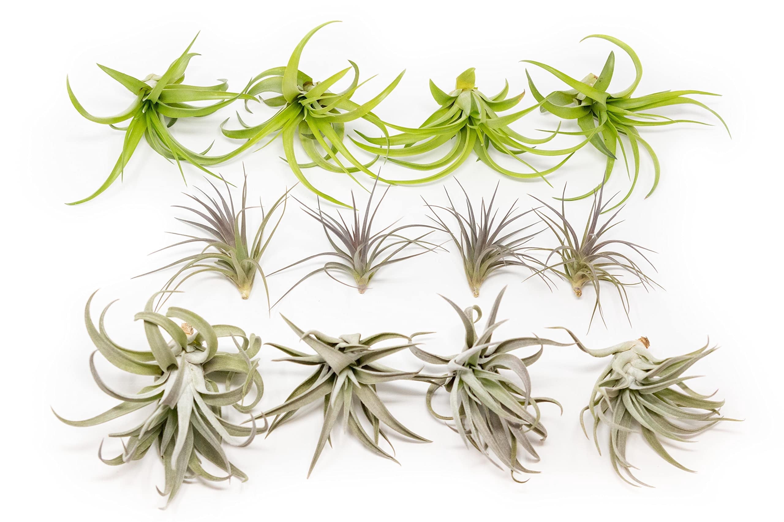 Air Plants The Inca Collection - Live Succulent House Plants - Available in Wholesale and Bulk - Home and Garden Decor - Easy Care Indoor and Outdoor Plants (Pack of 25)