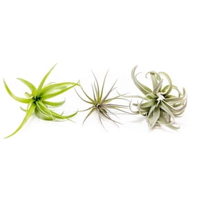 Air Plants The Inca Collection - Live Succulent House Plants - Available in Wholesale and Bulk - Home and Garden Decor - Easy Care Indoor and Outdoor Plants (Pack of 3)
