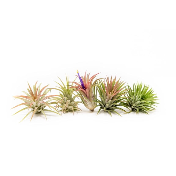 Air Plants Ionantha Mexican - Colors and Shape Varies Due to Seasonality - Live Tillandsia Succulent House Plants - Available in Wholesale and Bulk - Home and Garden Decor-Easy Care Plants (Pack of 5)
