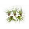 thumbnail image 1 of Air Plants Large Melanocrater Tricolor - Live Tillandsia Succulent House Plants - Available in Wholesale and Bulk - Home and Garden Decor - Easy Care Indoor and Outdoor Plants (Pack of 5 Large), 1 of 15