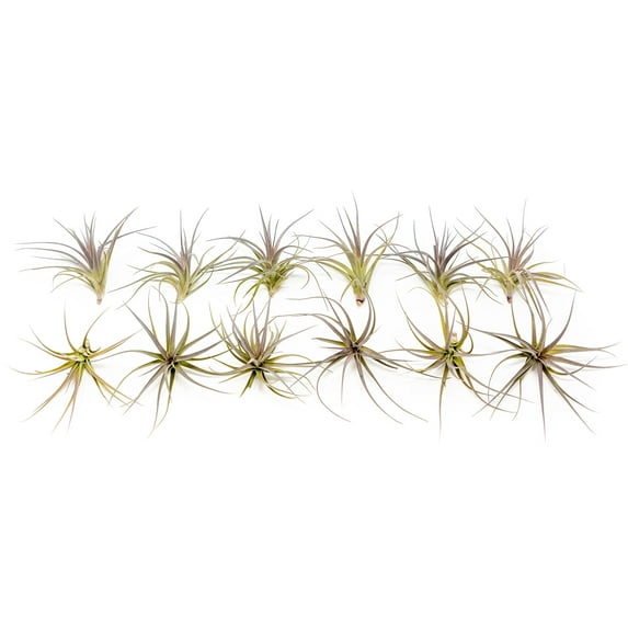 Air Plants Tenuifolia - Live Succulent House Plants - Available in Wholesale and Bulk - Home and Garden Decor - Easy Care Indoor and Outdoor Plants (Pack of 12)