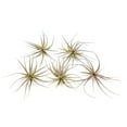 thumbnail image 1 of Air Plants Tenuifolia - Live Succulent House Plants - Available in Wholesale and Bulk - Home and Garden Decor - Easy Care Indoor and Outdoor Plants (Pack of 5), 1 of 14