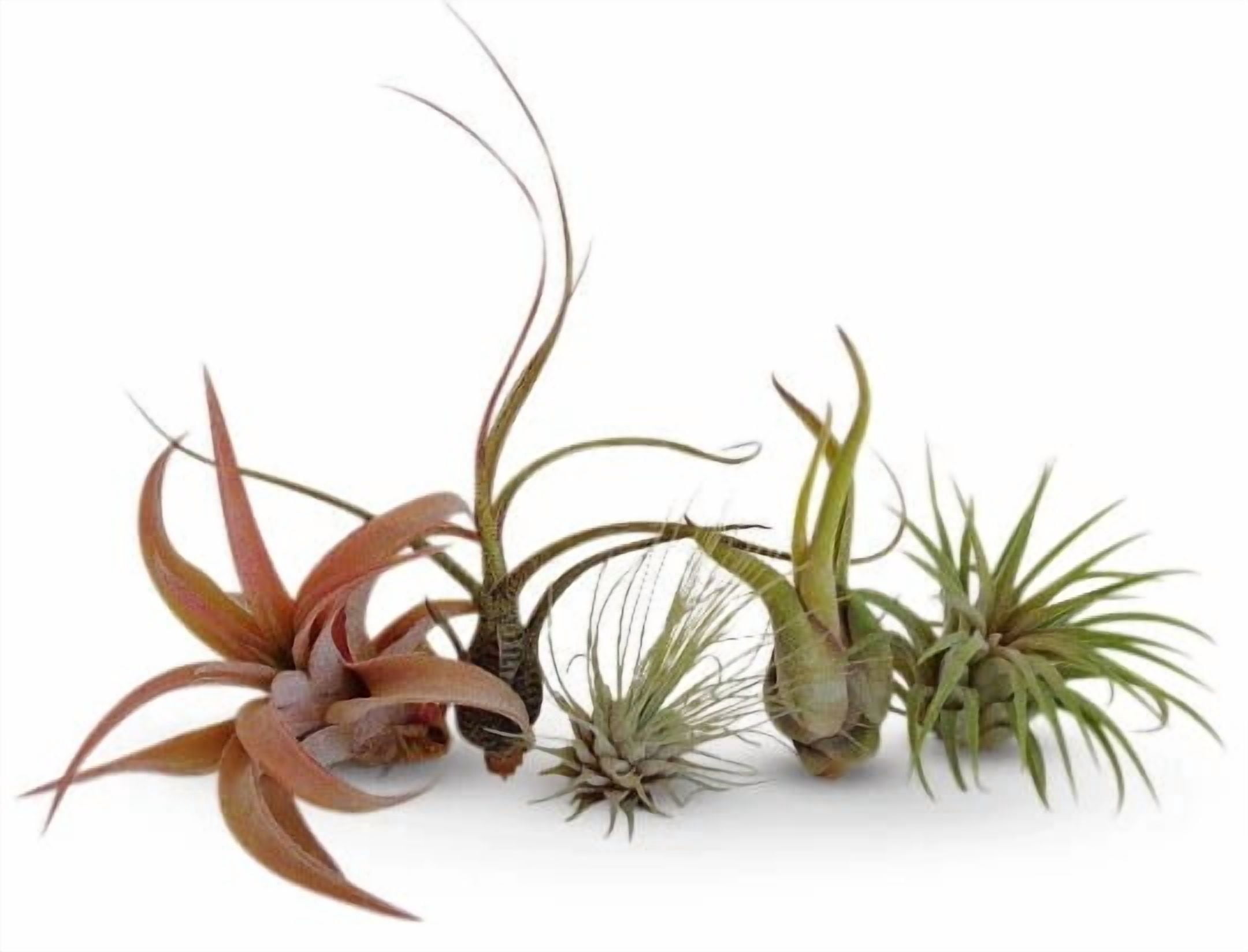 Live Air Plants