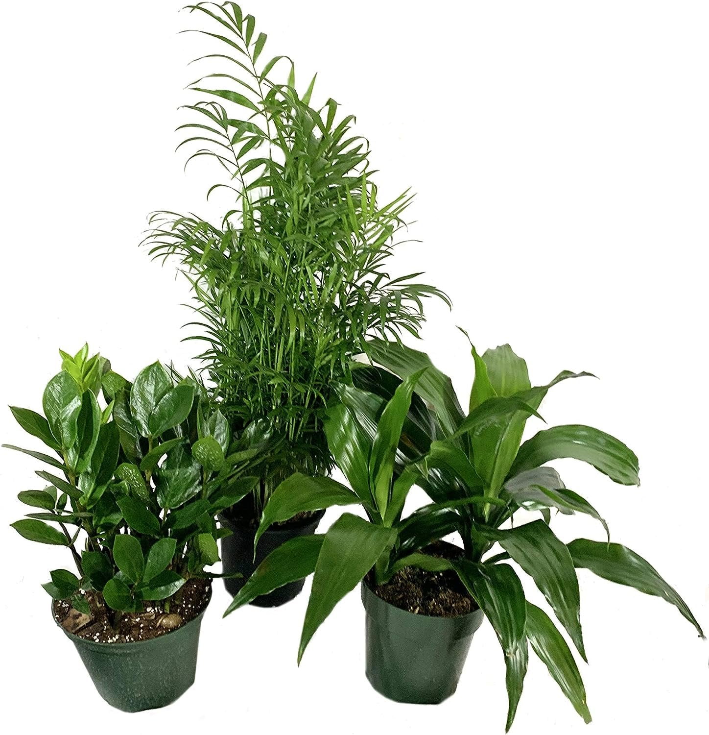 Air Purifying Houseplant Multi Pack 3 Live Plants In 6 Inch Pots ZZ air-purifying-houseplant-multi-pack-3-live-plants-in-6-inch-pots-zz