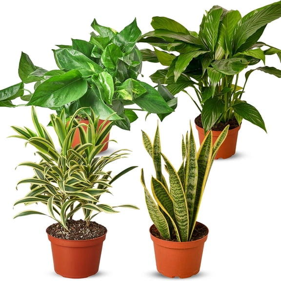 Air Purifying Live Plants for Indoor | Different Houseplants in Multiple Sizes | Real House Plant for Living Room, Office, Desk & Bathroom