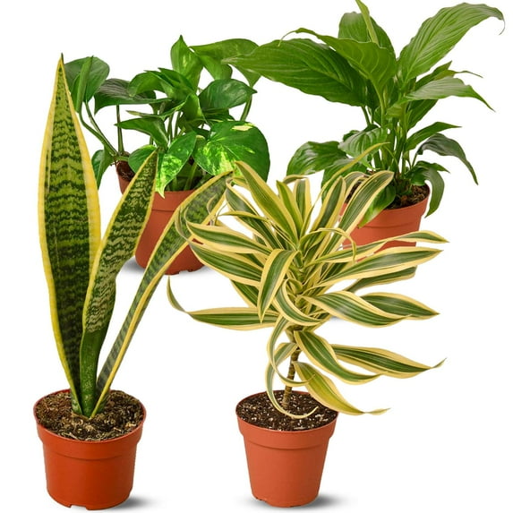 Air Purifying Live Plants for Indoor | Different Houseplants in Multiple Sizes | Real House Plant for Living Room, Office, Desk & Bathroom