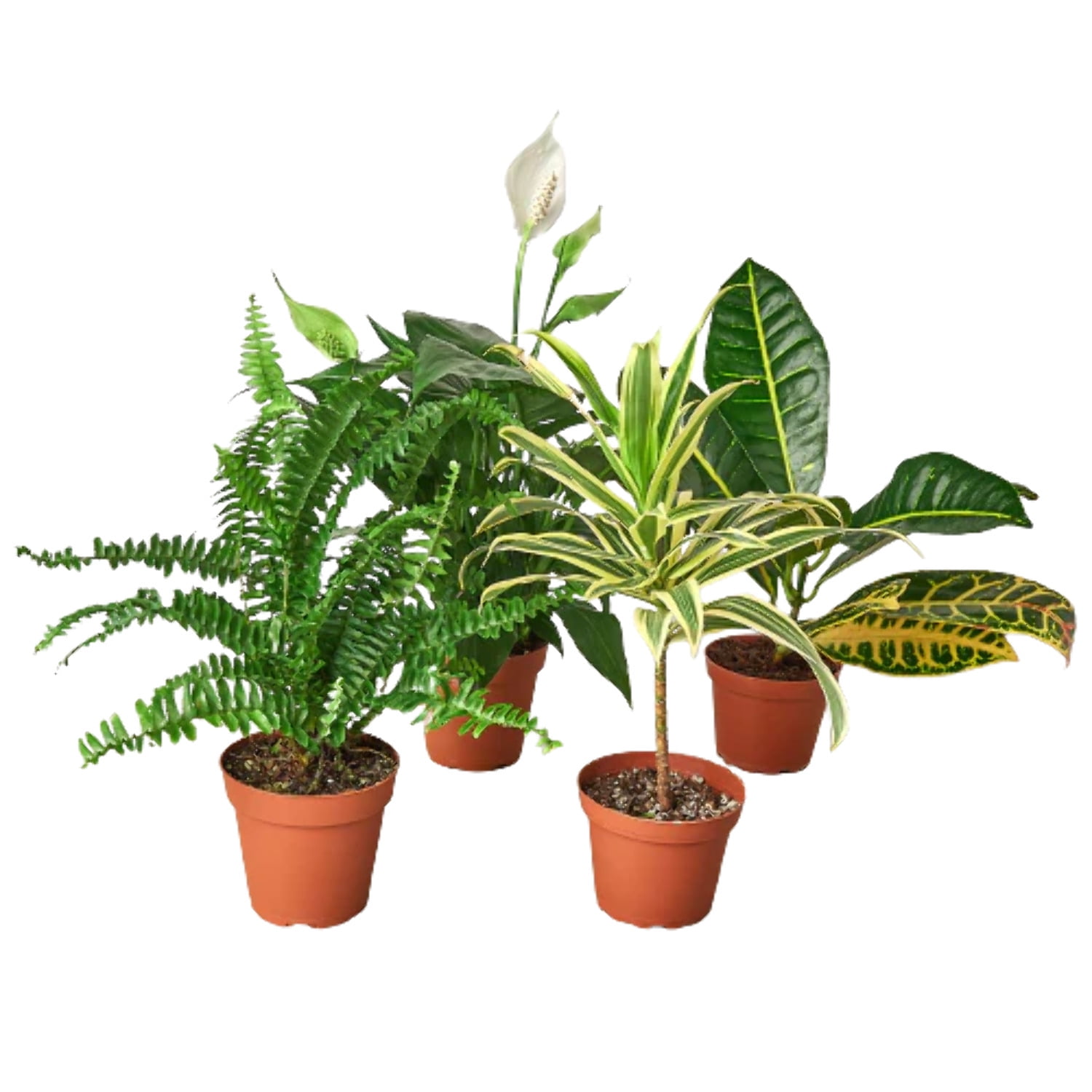 Air Purifying Indoor Plant Variety Bundle in 4" Pots