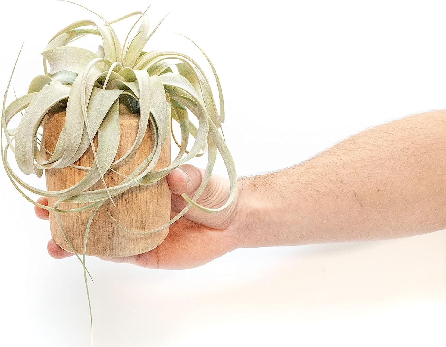 Air plant shop Driftwood Containers with Small Xerographica air Plants- Wholesale and Bulk - Succulents - Live Tillandsia - Easy Care Indoor and Outdoor House Plants (Pack of 1)