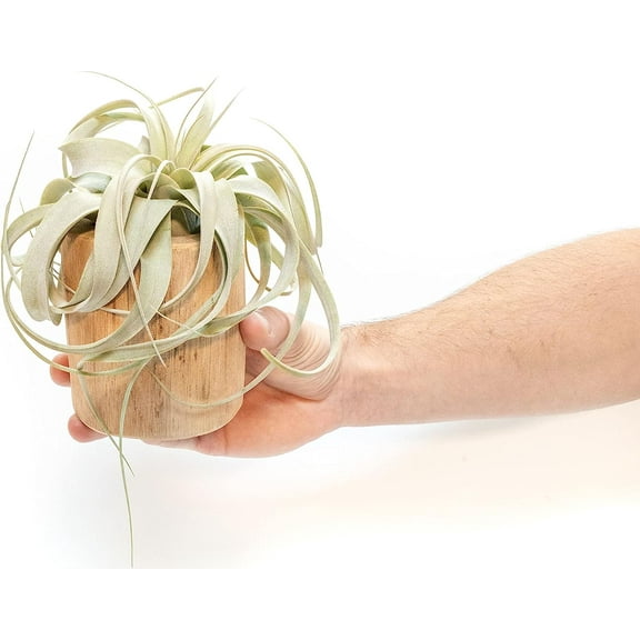 Air plant shop Driftwood Containers with Small Xerographica air Plants- Wholesale and Bulk - Succulents - Live Tillandsia - Easy Care Indoor and Outdoor House Plants (Pack of 1)