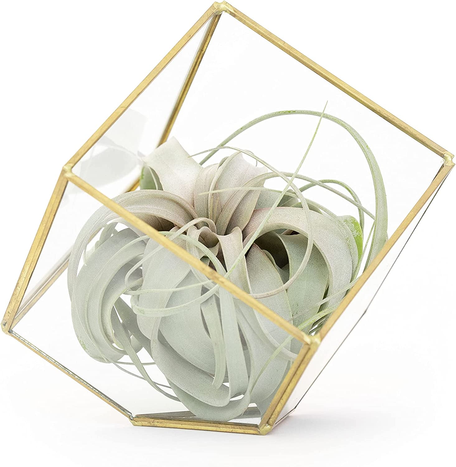 Modern Gold-Plated Geometric Glass Terrarium with Tillandsia Xerographica Air Plant