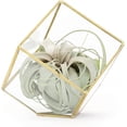 thumbnail image 1 of Air plant shop Heptahedron Geometric Glass Terrarium with Tillandsia Xerographica Air Plant-Wholesale and Bulk - Succulents - Live Tillandsia - Easy Care Indoor and Outdoor House Plants, 1 of 12