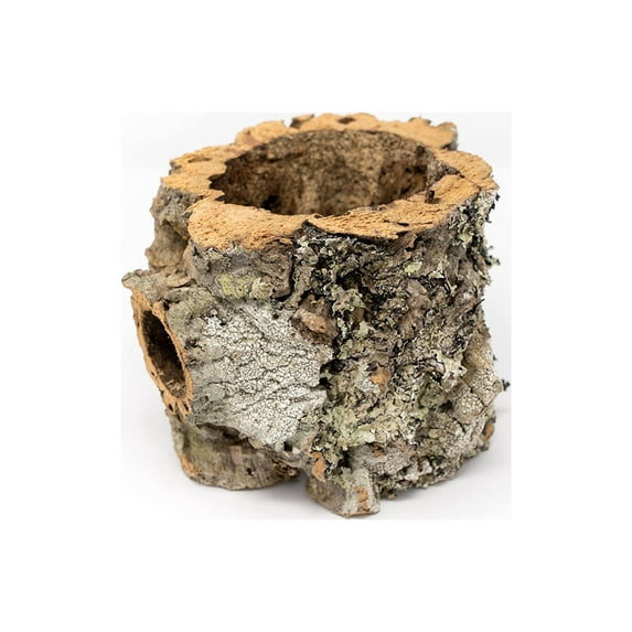 Air plant shop Natural Cork Bark Planters- Wholesale and Bulk - Succulents - Live Tillandsia - Easy Care Indoor and Outdoor House Plants (Pack of 5)