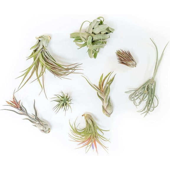 Air plant shop Tillandsia Air Plant Grab Bag of Premium Medium & Large Plants- Wholesale and Bulk - Succulents - Live Tillandsia - Easy Care Indoor and Outdoor House Plants (Pack of 10)